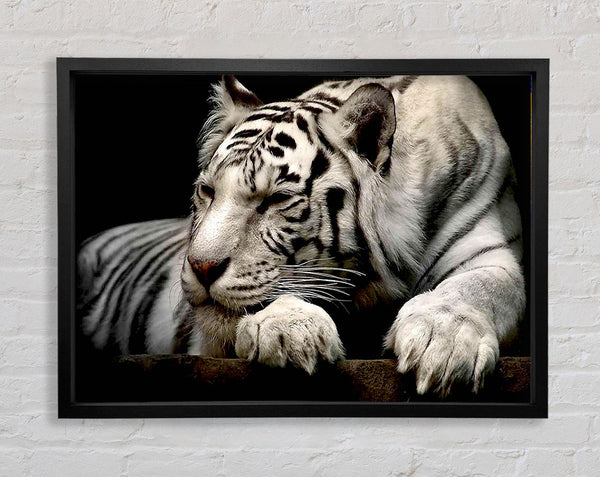 White Tiger Rest Framed Print