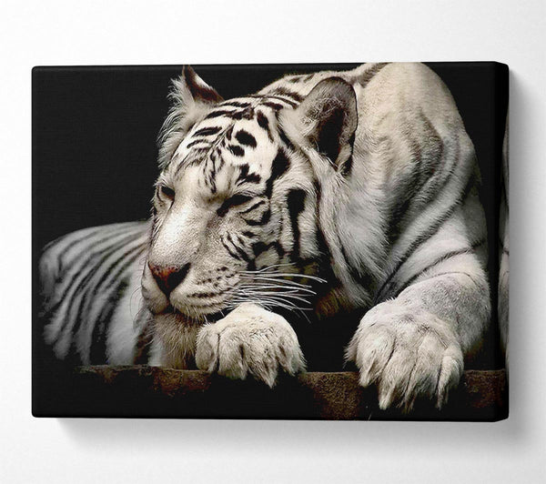  A Canvas Print of White Tiger Rest Canvas Art