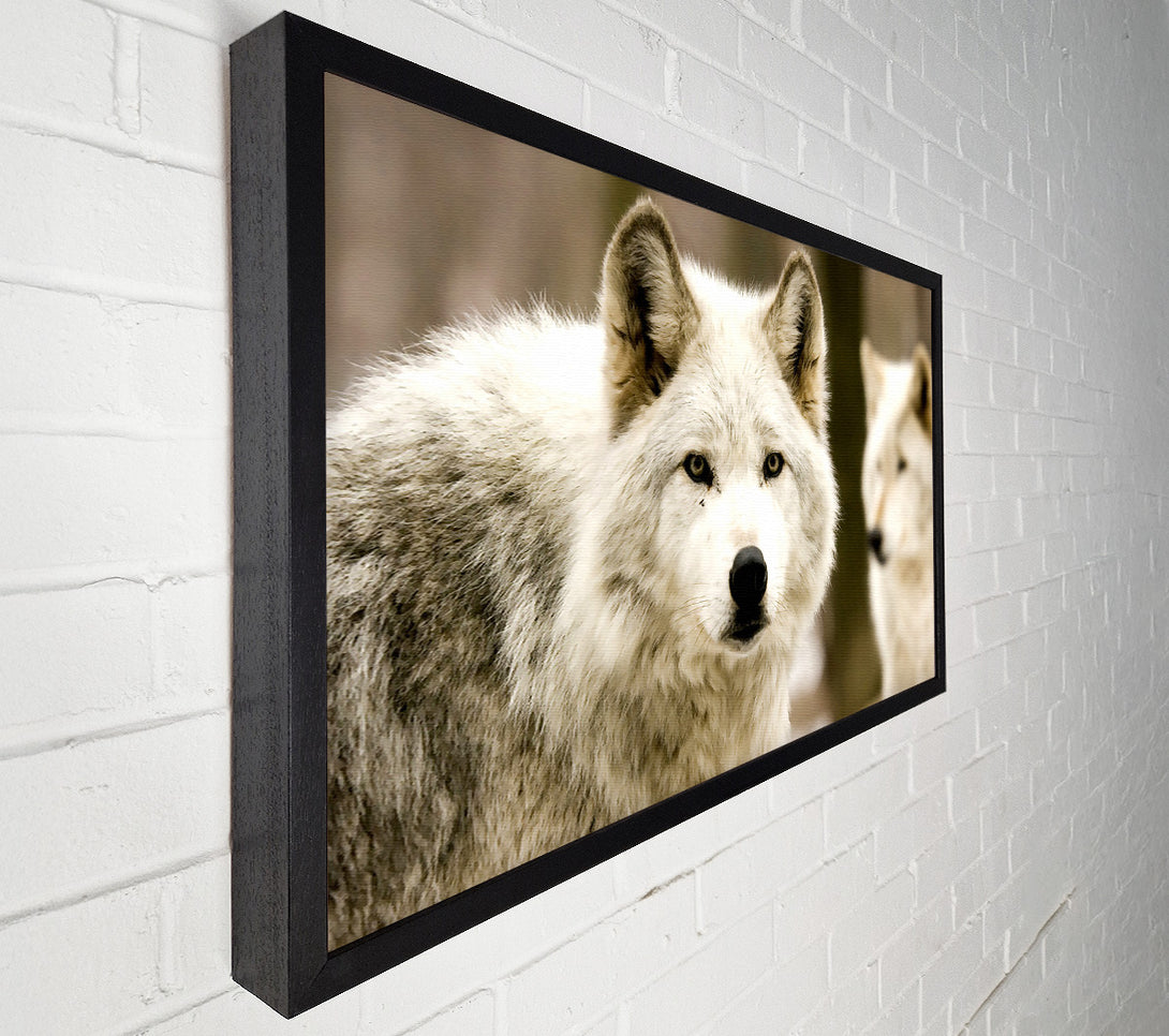  A Canvas Print of White Wolf Canvas Print
