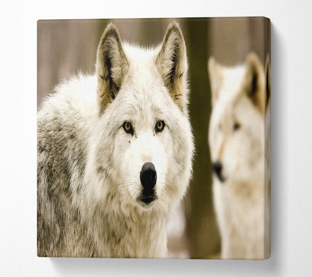  A Canvas Print of White Wolf Canvas Print