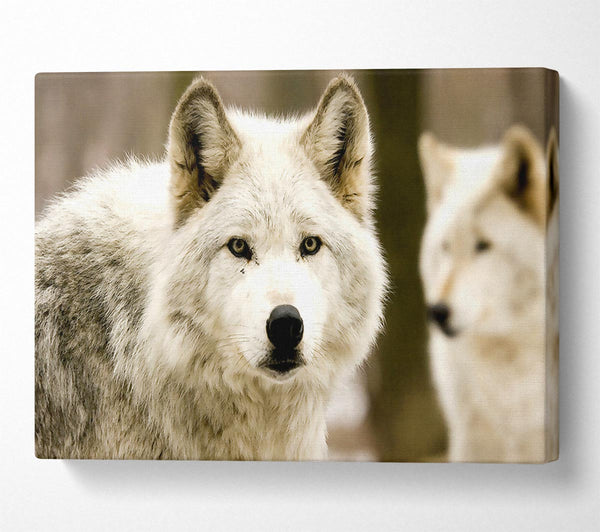  A Canvas Print of White Wolf Canvas Print