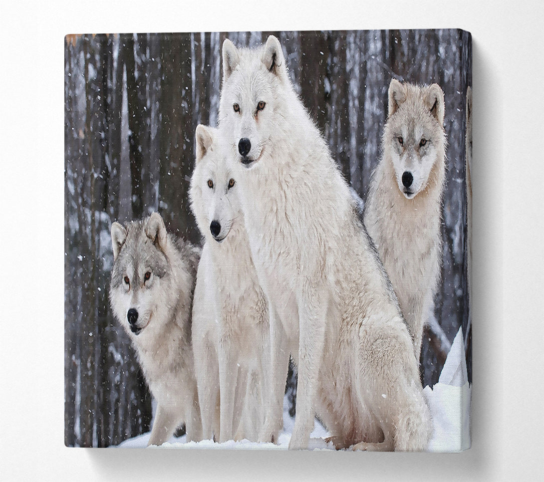  A Canvas Print of White Wolf Pack Canvas Wall Art