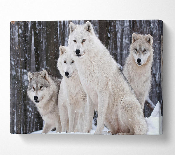  A Canvas Print of White Wolf Pack Canvas Wall Art
