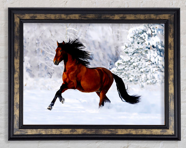 Wild Horse In The Snow Framed Print