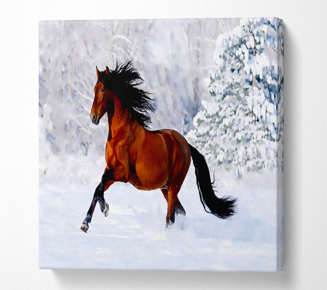  A Canvas Print of Wild Horse In The Snow Canvas Print