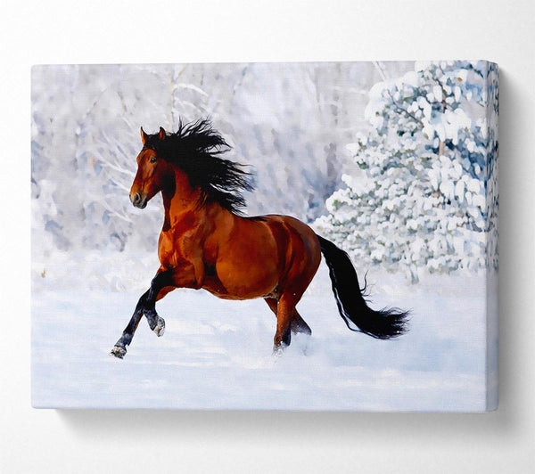  A Canvas Print of Wild Horse In The Snow Canvas Print