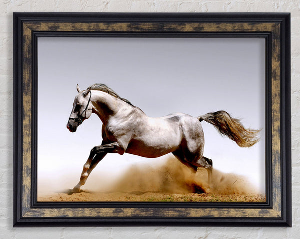 Wild Horse Running Framed Print