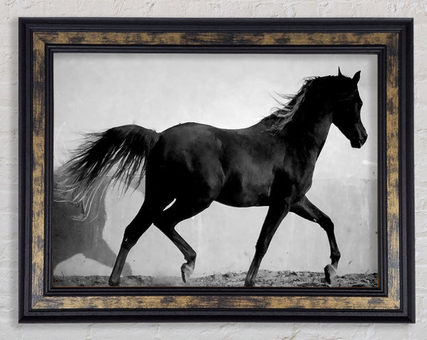Wild Horses B n W Framed Print