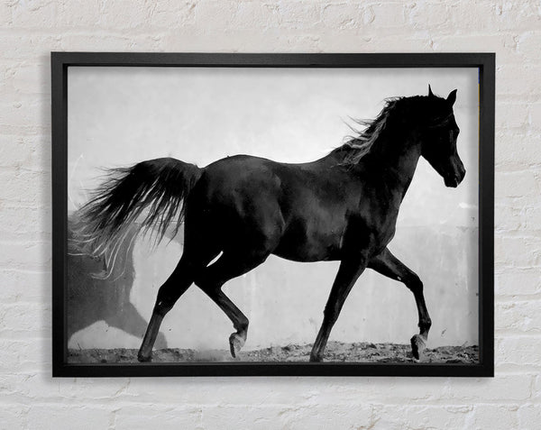 Wild Horses B n W Framed Print