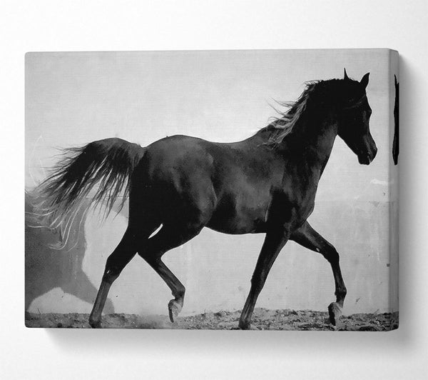  A Canvas Print of Wild Horses B n W Canvas Print