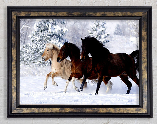 Wild Winter Horses Running Framed Print
