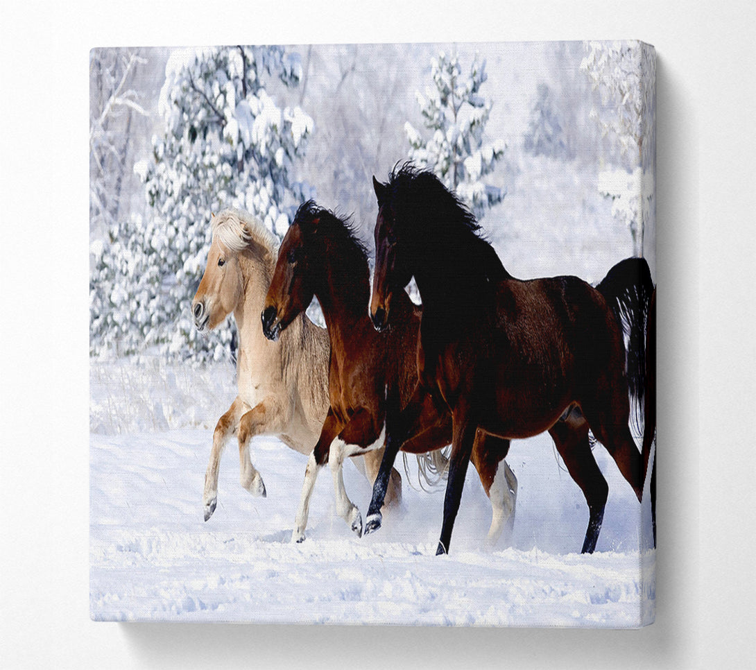  A Canvas Print of Wild Winter Horses Running Canvas Wall Art