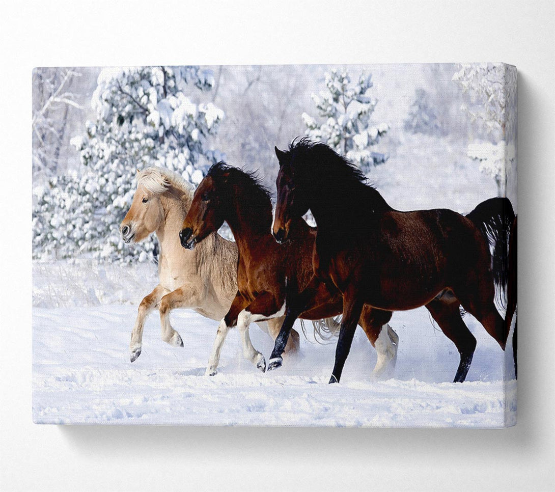  A Canvas Print of Wild Winter Horses Running Canvas Wall Art