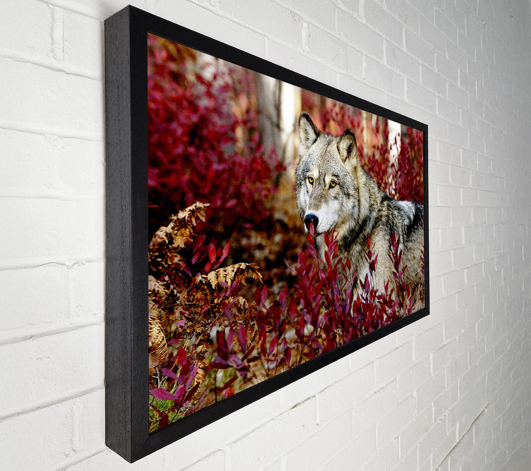  A Canvas Print of Wild Wolf Canvas Art