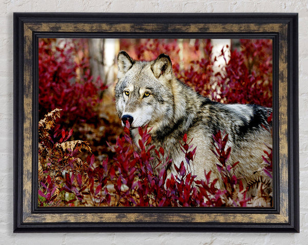 Wild Wolf Framed Print