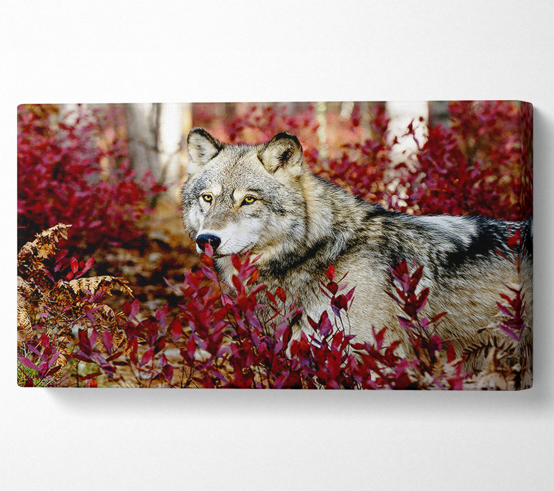  A Canvas Print of Wild Wolf Canvas Art
