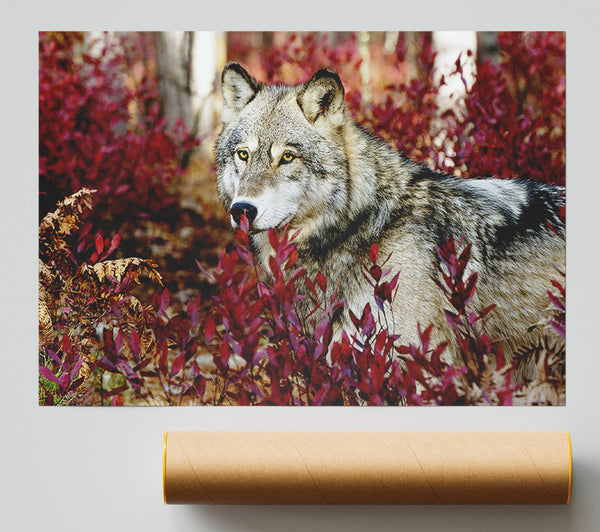 Wild Wolf Giclee Print