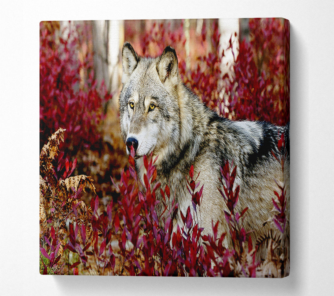 A Canvas Print of Wild Wolf Canvas Art
