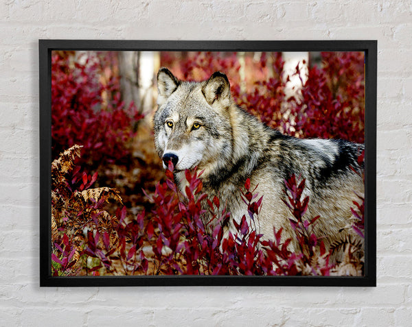 Wild Wolf Framed Print