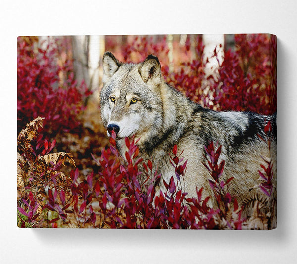  A Canvas Print of Wild Wolf Canvas Art