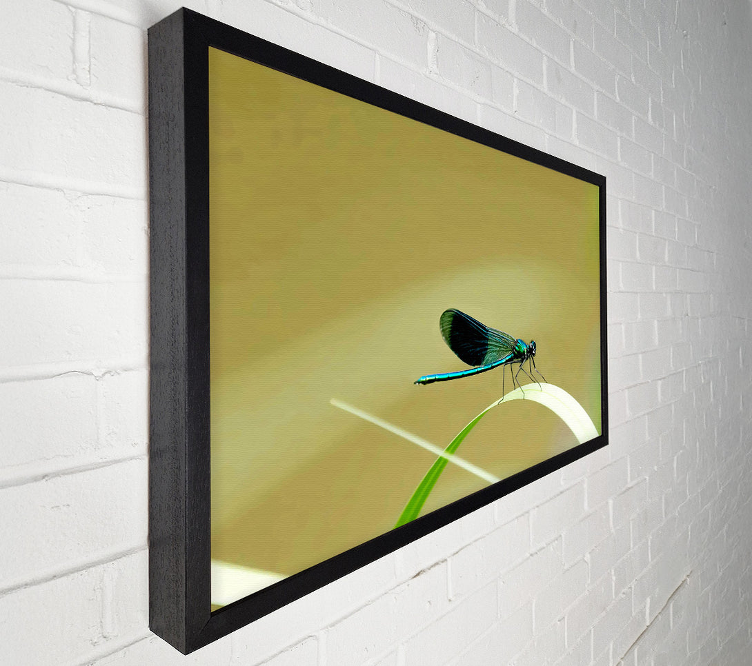  A Canvas Print of Wings Of Beauty Canvas Print