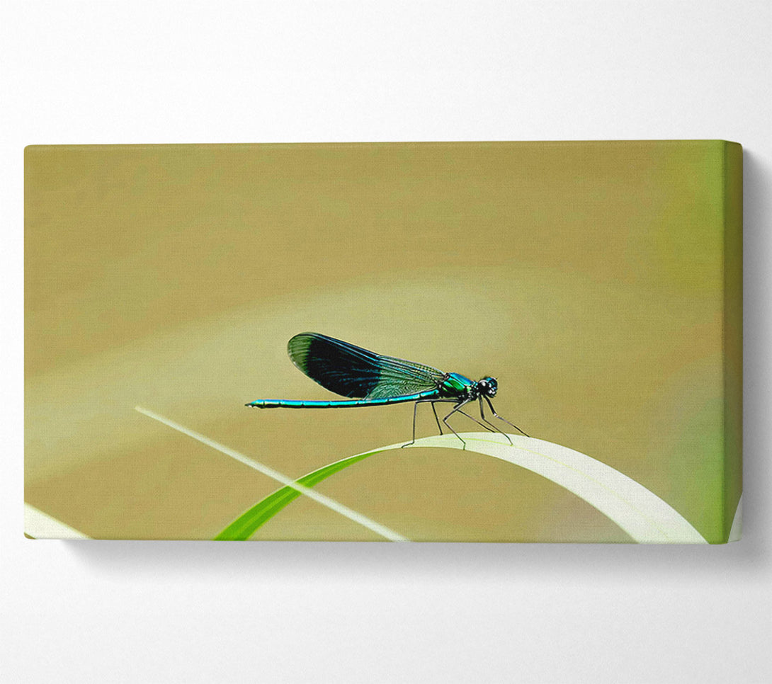  A Canvas Print of Wings Of Beauty Canvas Print