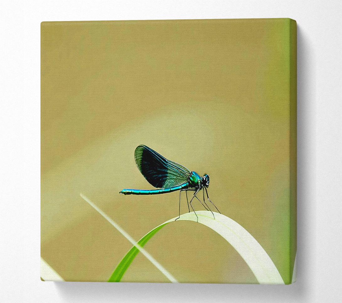  A Canvas Print of Wings Of Beauty Canvas Print
