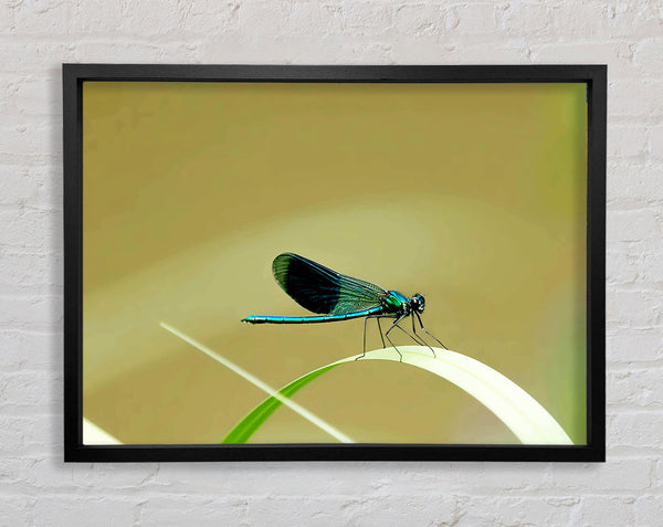 Wings Of Beauty Framed Print