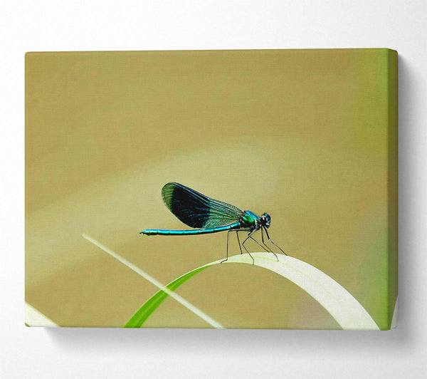  A Canvas Print of Wings Of Beauty Canvas Print