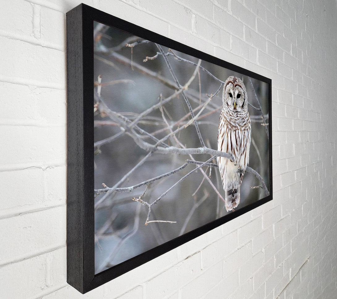  A Canvas Print of Winter Owl Canvas Art