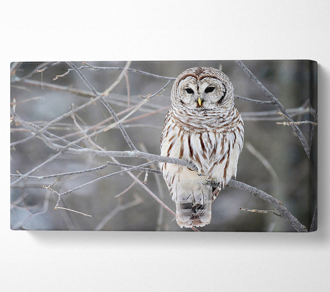  A Canvas Print of Winter Owl Canvas Art