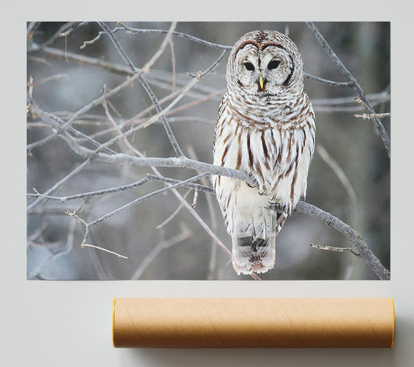 Winter Owl Poster