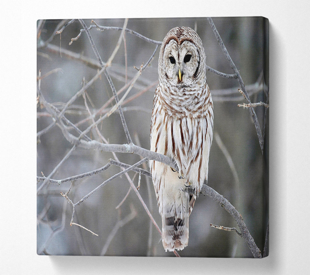  A Canvas Print of Winter Owl Canvas Art