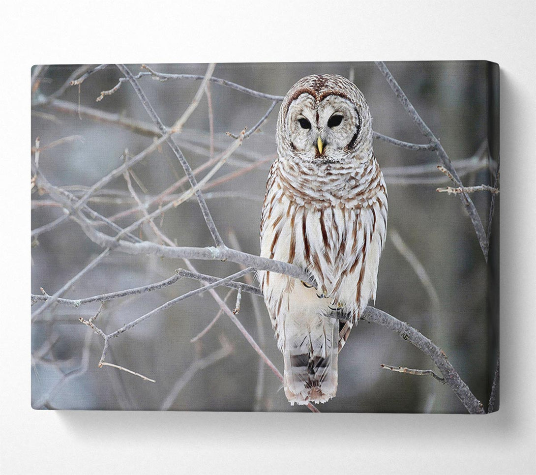  A Canvas Print of Winter Owl Canvas Art