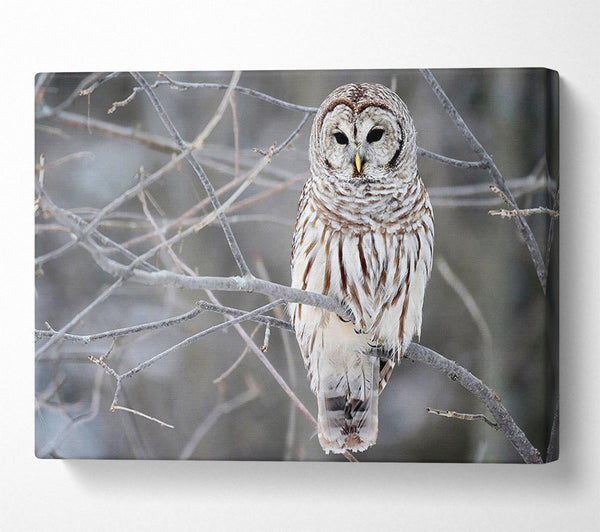  A Canvas Print of Winter Owl Canvas Art