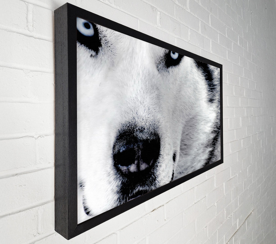  A Canvas Print of Wolf Eyes Canvas Art