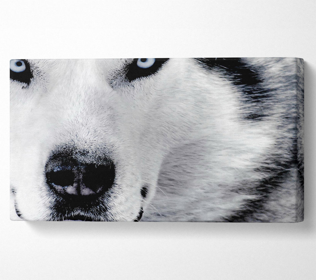  A Canvas Print of Wolf Eyes Canvas Art