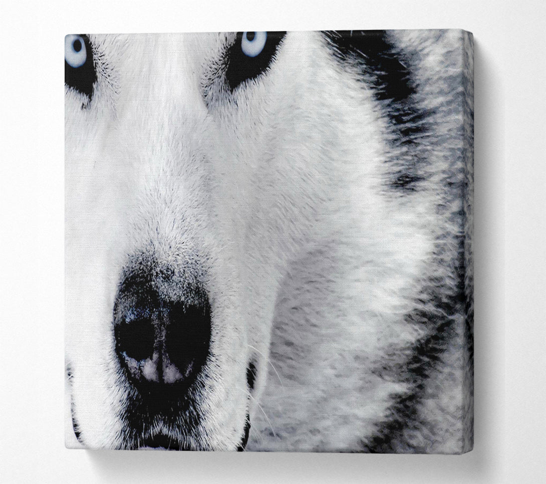  A Canvas Print of Wolf Eyes Canvas Art