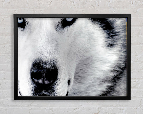 Wolf Eyes Framed Print