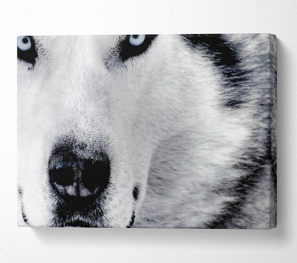  A Canvas Print of Wolf Eyes Canvas Art