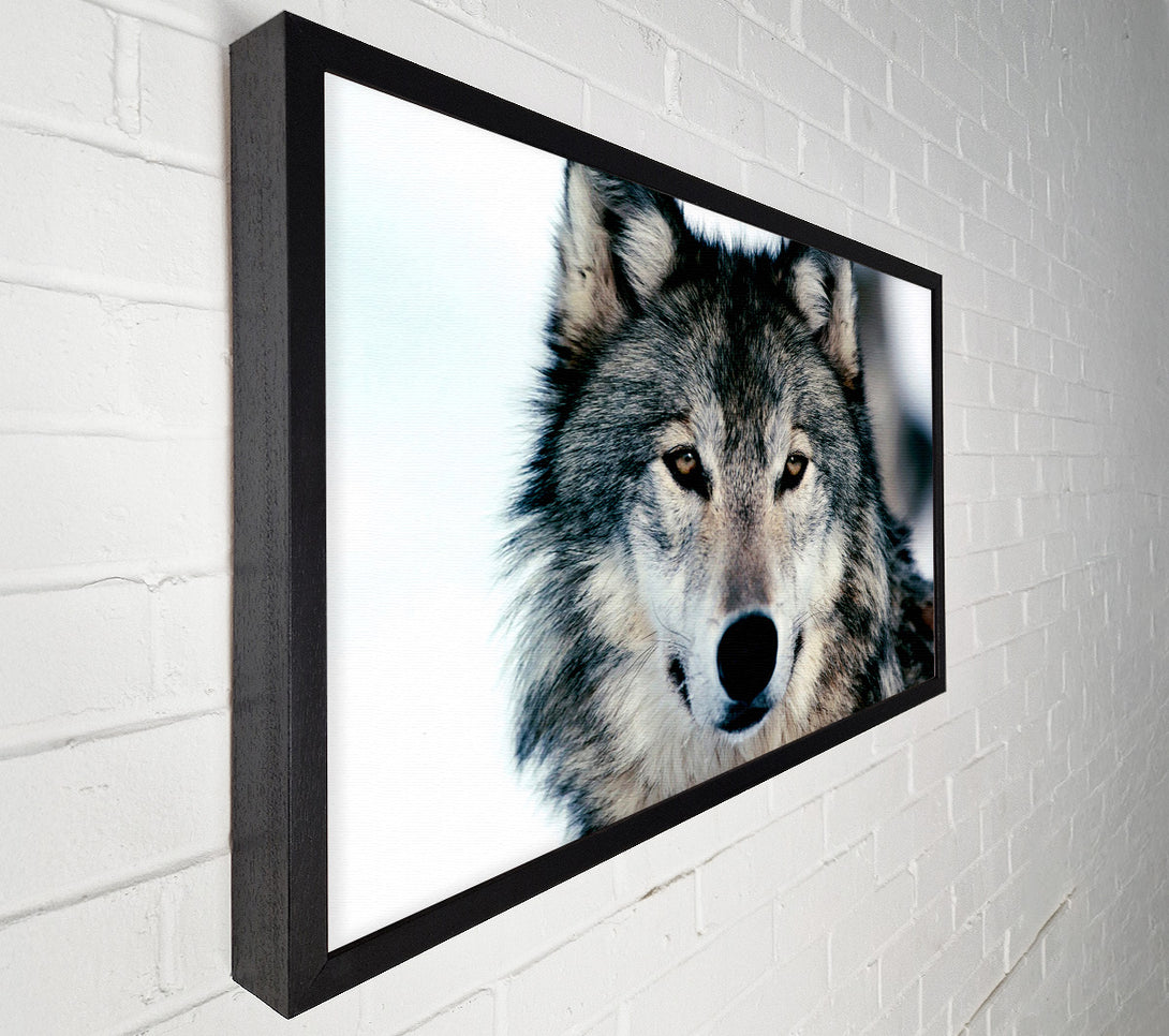  A Canvas Print of Wolf Face Canvas Print