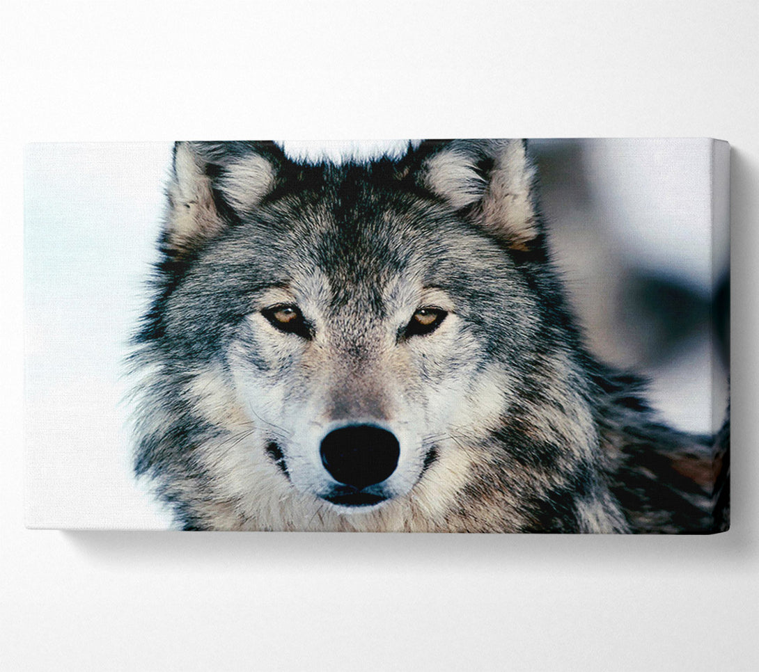  A Canvas Print of Wolf Face Canvas Print