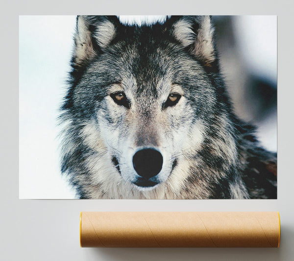 Wolf Face Poster