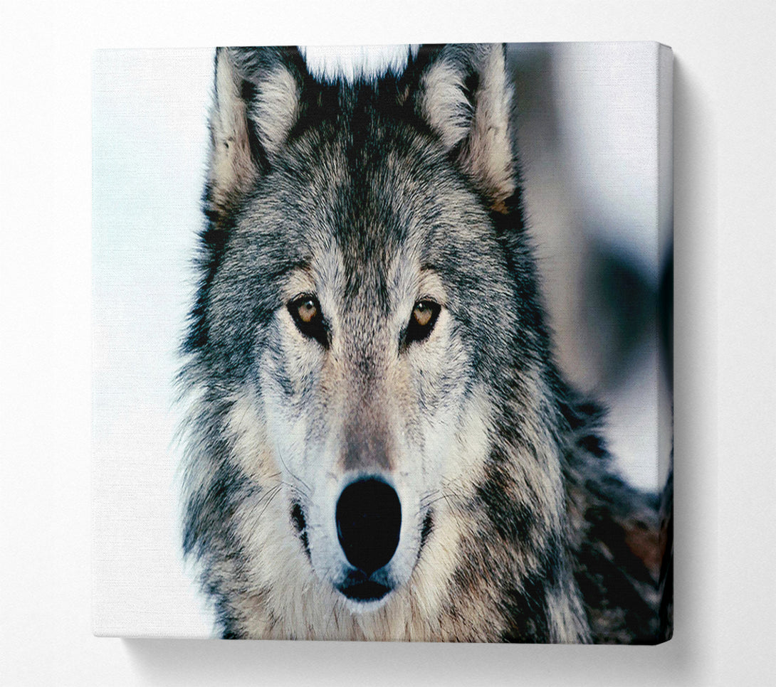  A Canvas Print of Wolf Face Canvas Print