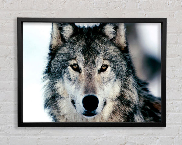 Wolf Face Framed Print