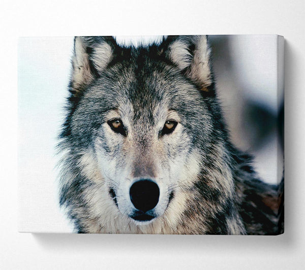  A Canvas Print of Wolf Face Canvas Print