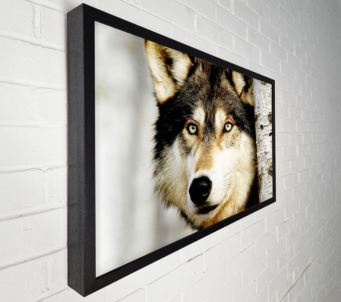  A Canvas Print of Wolf Glare Canvas Wall Art