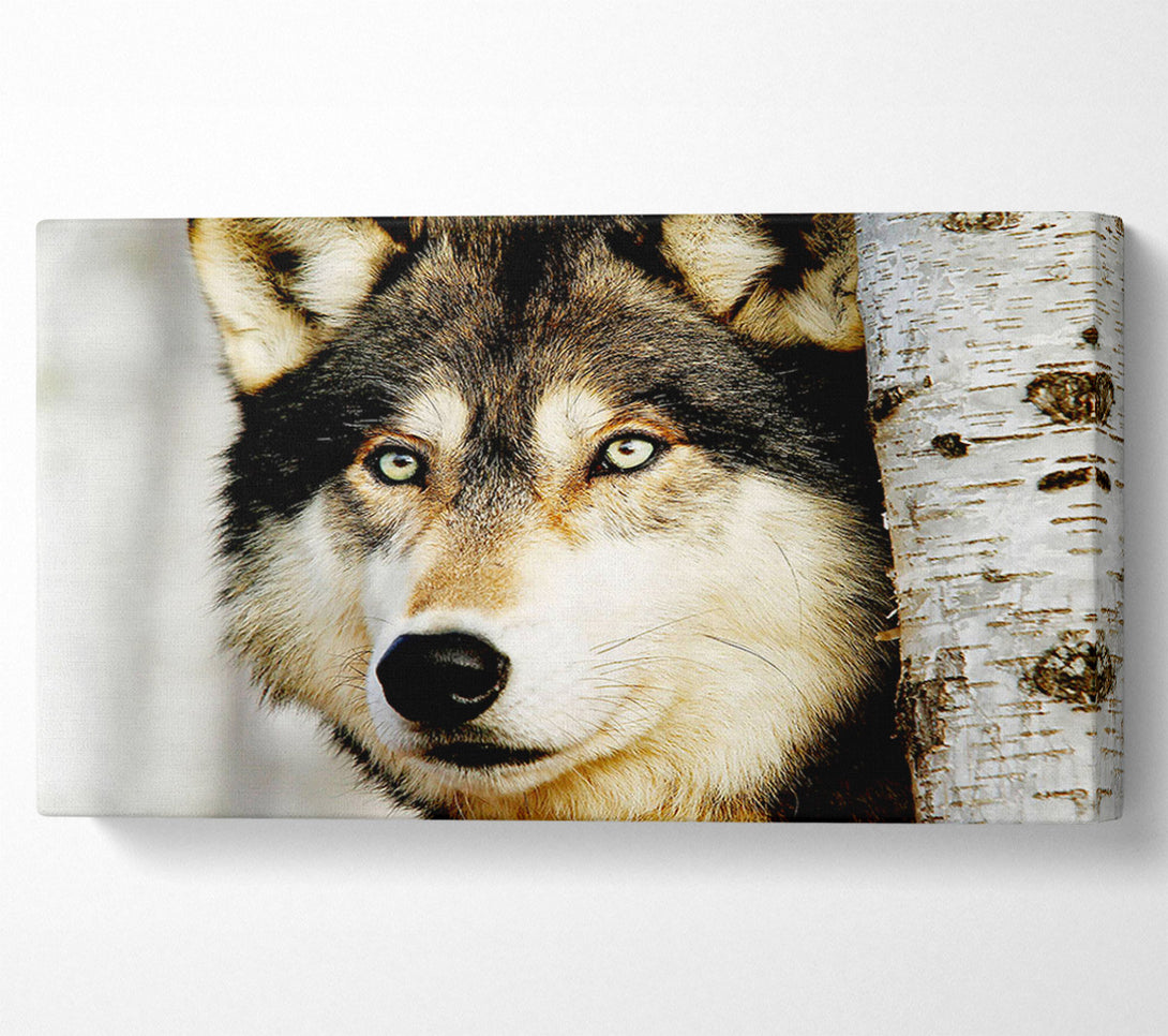 A Canvas Print of Wolf Glare Canvas Wall Art