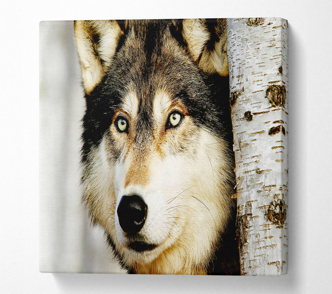  A Canvas Print of Wolf Glare Canvas Wall Art