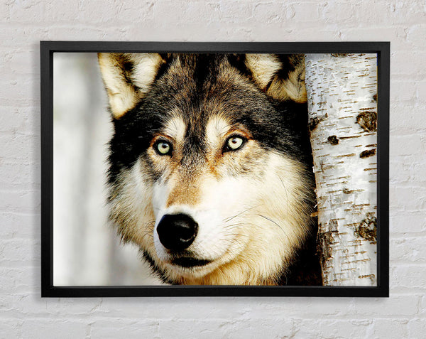 Wolf Glare Framed Print